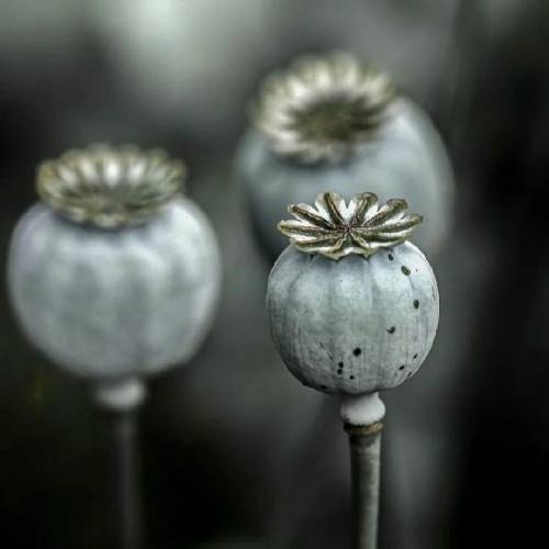 صدای بچه اگه میگی دوسم داری واقعا رژیم داری پاشو پاشو برقص واسم